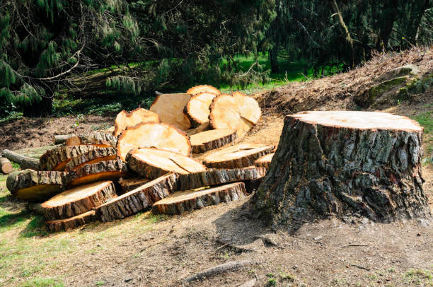 How Our Tree Care Process Works  in  Bull Run Mountain Estates, VA